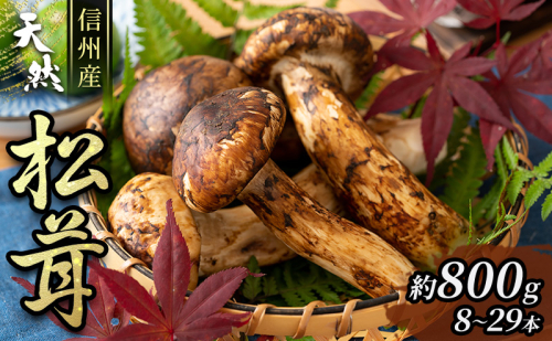 信州産「天然松茸」(約800g/8~29本) 野菜 きのこ まつたけ 85189 - 長野県駒ヶ根市