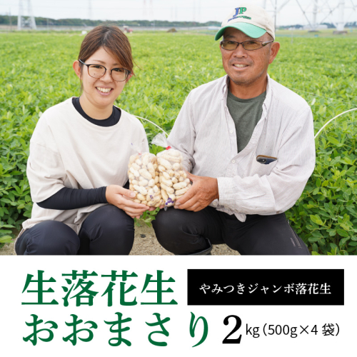 生落花生 おおまさり 2kg とれたて 耕地の美味しい野菜シリーズ第1弾　H132-022 85200 - 愛知県碧南市