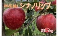 【012-20】新品種！　信州のシナノリップ　5キロ！　信濃三兄弟の一つ（りんご・リンゴ・林檎）