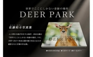 奈良の鹿 写真集「DEER PARK 世界でここにしかない奇跡の場所」 奈良県 奈良市 I-193