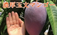 【希少マンゴー】濃厚玉文マンゴー　約1kg(1～2玉)
