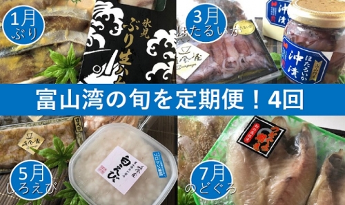 4回定期便 富山湾の旬を食す 氷見ぶり 白えび ほたるいか のどぐろ 1 3 5 7月発送 Au Pay ふるさと納税