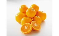 ◆先行予約◆希少柑橘 甘くて爽やかな春柑橘 春峰 約10kg〈赤秀〉【2024年3月上旬以降出荷】