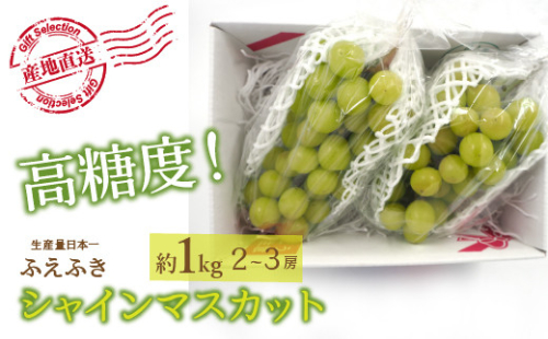 ＜25年発送先行予約＞厳選！ 山梨県笛吹市産シャインマスカット 約1.0kg(2～3房) 156-009 | シャインマスカット 発送 笛吹市 山梨県 フルーツ 果物 ぶどう 葡萄 シャインマスカット おすすめ シャインマスカット 贈答 ギフト 産地 笛吹市 ふえふき 種なし 高級 新鮮 笛吹 葡萄 国産 ぶどう 人気 国産 1kg 先行 予約 シャイン マスカット｜