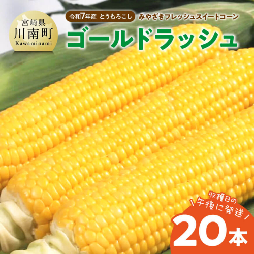 みやざきフレッシュスイートコーン 「ゴールドラッシュ」20本 【 新鮮 朝どれ 農家直送 トウモロコシ 産地直送 期間限定 数量限定 真空予冷 JA 】 865597 - 宮崎県川南町