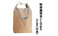 MS-12減農薬・減化学肥料　特別栽培米こしひかり5kg