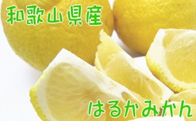 【農家直送】爽やかカンキツ はるかみかん(ご家庭用)4kg