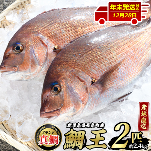 【12月28日発送】長島町特産「鯛王」(2匹・約2.4kg) 産地直送 新鮮 旨味が抜群の 長島町 特産品 ブランド 真鯛 をまるごと 一匹 楽しめる 刺身 鯛めし 鯛茶漬け 鯛しゃぶ 鯛刺身 鮮魚 冷蔵 【JFA】_jfa-498-1228 86650 - 鹿児島県長島町