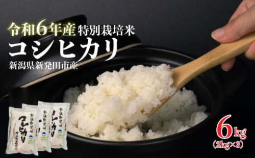 米 コシヒカリ 計6kg 2kg × 3袋 令和6年度 新潟県産 お米 白米 ご飯 玄米 おにぎり 弁当 個包装 小分け プレゼント ギフト 贈答 のし 新潟県 新発田市