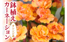 【期間限定】大切に育てた綺麗なカーネーションをお届けします。鉢植えなので、切り花よりも長くお花を楽しめます。オレンジ系のカーネーションの花言葉は「純粋な愛」「清らかな慕情」「あなたを愛します」など。母