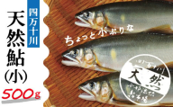 22-775．四万十川の天然鮎(小)500ｇ(約6～9匹)