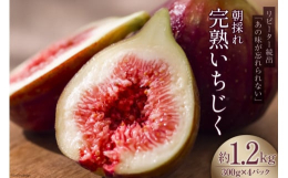 ■石川県内一の生産地 宝達志水町で育てた完熟いちじく完熟になるまで枝に実をつけていたいちじくは、収穫直前まで栄養を吸収するため、格別なおいしさです。完熟のおいしさを味わっていただこうと、食べる日を配慮