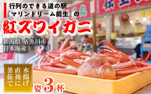 先行予約【浜茹で】紅ズワイガニ×3杯（2025年3月中旬～発送）日本海直送 紅ずわいがに 姿 新潟県糸魚川 マリンドリーム能生 かにや横丁からお届け！ ベニズワイガニ お届け日指定可能 ボイル 【かに カニ 新鮮 日付指定可能 冷凍 】