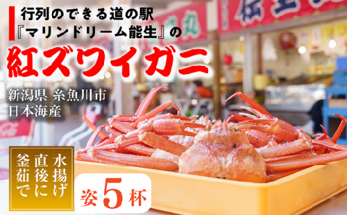 先行予約【浜茹で】紅ズワイガニ×5杯（2025年3月中旬～発送）日本海直送 紅ずわいがに 姿 新潟県糸魚川 マリンドリーム能生 かにや横丁からお届け！ ベニズワイガニ お届け日指定可能 ボイル 【かに カニ 新鮮 日付指定可能 冷凍 】