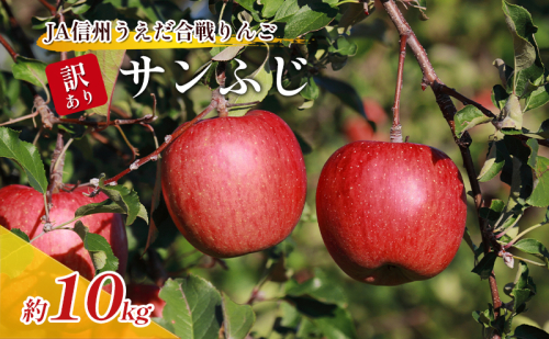 訳あり りんご JA信州うえだ 合戦りんご サンふじ 約10kg リンゴ 林檎 ふじ 果物 くだもの フルーツ 信州 長野 離乳食 訳アリ わけあり 傷 871768 - 長野県上田市