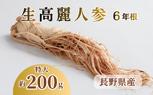 生高麗人参 6年根 特大 200g 高麗人参 生 六年生 健康食品 健康 疲労回復 血行 改善 食品 美容 特産 薬膳 高麗人参酒 人参 調理 長野 信州 871819 - 長野県上田市