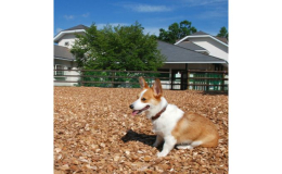 菅平高原で愛犬と泊まる CARO FORESTA 菅平CASOLARE 「スタンダードルーム」に泊まる 宿泊券（1泊2食付） ご家族やお仲間でワイワイと過ごして頂くのがカゾラーレ流高原の休日です。 夏