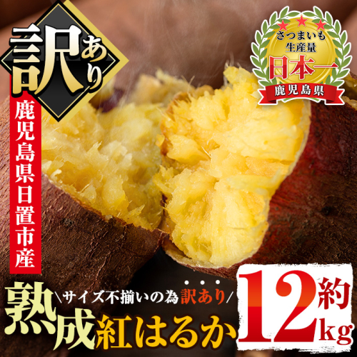 No.560-B ＜訳あり・不揃い＞鹿児島県日置市産さつまいも！熟成紅はるか(約12kg) 国産 九州産 サツマイモ  訳アリ 紅春香 熟成 芋 焼き芋 野菜 スイーツ 常温保存【末永商店】 87397 - 鹿児島県日置市