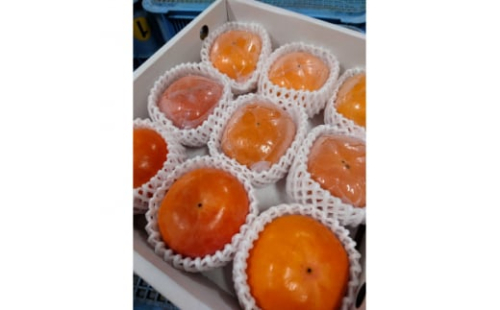 柿の食べ比べセット　9個入り(2L～3L)【1392507】