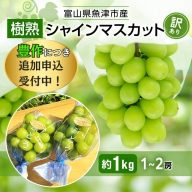 訳あり シャインマスカット 約1kg 樹熟 1～2房 富山県産 マスカット ぶどう ブドウ 葡萄