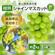 訳あり シャインマスカット 約2kg 樹熟 3～4房 富山県産 マスカット ぶどう ブドウ 葡萄