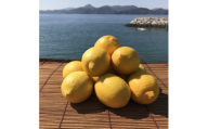 青いレモンの島　レモン約1kg＜お試しセット＞(冷蔵便発送)【1403449】