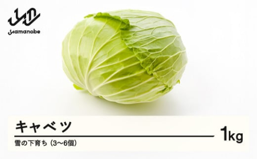≪先行予約≫ 2026年 山形県産 雪の下育ち キャベツ 1kg（3～6個） 2026年1月中旬から順次発送 野菜 F21A-368