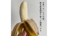 真岡市産 バナナ とちおとこ 真岡市 栃木県 送料無料
