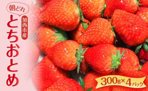 朝どれ いちご 300g 4パック L～3Lサイズ 加西いちご とちおとめ イチゴ 苺 フルーツ 果物 くだもの 季節のフルーツ 旬のフルーツ お届け：2025年1月上旬～2025年2月末 881328 - 兵庫県加西市