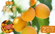 特選 あんず ハーコット 2パック（約1.2kg）｜ 果物 あんず 杏 フルーツ くだもの アプリコット ハーコット 生食用 数量限定 期間限定 特産品 ちくま ながの 千曲市 長野県