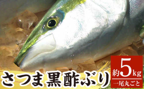 F0-009 さつま黒酢ぶり(下処理なし・一尾 約5kg)【かごジン】霧島市 国産 魚 鰤 ブリ ぶり 養殖 海鮮 刺身 煮物 冷蔵 885140 - 鹿児島県霧島市