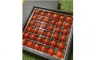 フルーツミニトマトの宝石箱　36粒   　　(県内共通返礼品:つくばみらい市産)【1403278】