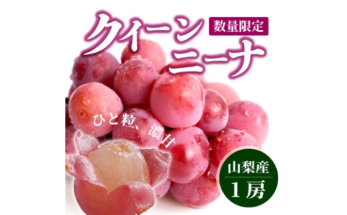 ＜数量限定＞希少品種!『クイーンニーナ 1房』ぶどうの赤い宝石。山梨県産の注目品種でおすすめ【1041238】
