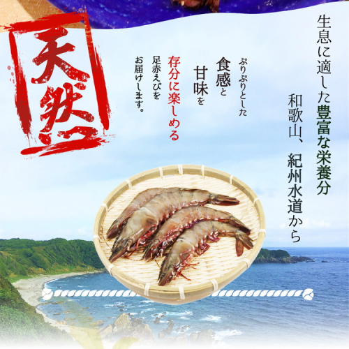 紀州和歌山産天然足赤えび540g（270g×2パック）　化粧箱入※着日指定不可※2024年11月上旬〜2025年2月下旬頃に順次発送予定