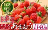 ＜予約受付中！2024年12月中旬より順次発送予定＞＜不揃い＞あまおう(計1.14kg・285g×4P) 苺 いちご イチゴ フルーツ 果物 ヨーグルト ジャム スムージー 冷蔵 特別栽培 福岡県 国産＜離島配送不可＞【ksg1222】【うるう農園】