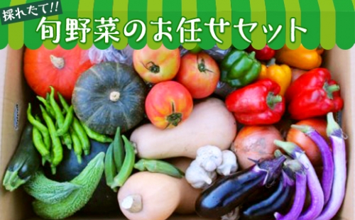 【数量限定】旬野菜のお任せセット [AH06-NT] 88591 - 茨城県つくばみらい市
