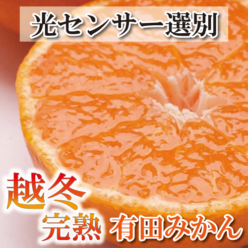 家庭用　越冬完熟みかん5kg+150g（傷み補償分）【ハウスみかん】【わけあり・訳あり】【光センサー選別】＜1月中旬より順次発送予定＞【ikd027B】 886722 - 和歌山県新宮市