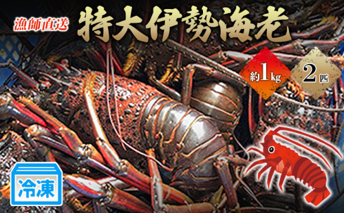 特大伊勢海老2匹で1kg！（長寿伊勢海老） 伊勢エビ 冷凍 漁師直送 88826 - 静岡県河津町