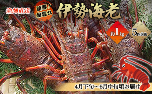 漁師直送 新鮮！朝獲れ活伊勢海老1kg【出荷：4月下旬～5月中旬】 伊勢エビ エビ えび 冷蔵 88830 - 静岡県河津町