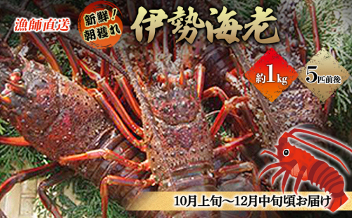 漁師直送　新鮮！朝獲れ活伊勢海老1kg【出荷：10月上旬～12月中旬】 伊勢エビ 冷蔵 88833 - 静岡県河津町
