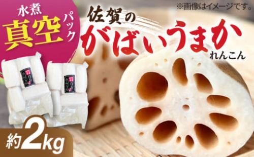 【お手軽調理！】白石町産 水煮れんこん 計2kg（真空パック）【有限会社白石開発】 /蓮根 レンコン 佐賀県産 白石町産 野菜 根菜 小分け 真空 保存 [IBN007]