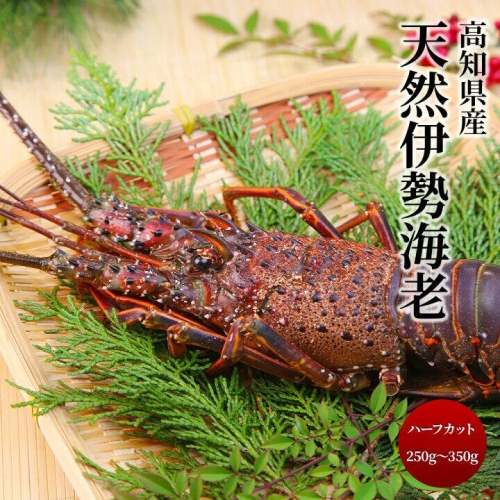 高知県産 冷凍伊勢海老（約250ｇ～約350ｇ） 楽ちんハーフカット 海鮮