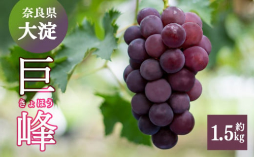  W01 巨峰 約1.5kg （２～３房） | ※8月下旬より発送 果物 くだもの フルーツ ぶどう 葡萄 奈良県 吉野 大淀町