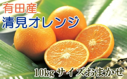 [厳選]有田産清見オレンジ約10kg（サイズおまかせ・秀品）　 891792 - 和歌山県すさみ町