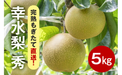【先行販売/8月中旬から発送】 幸水 梨 秀 5kg 10～16個入 (アカツファーム)  ナシ なし 幸水梨 ギフト 贈答用 秀品  産地 茨城  笠間  完熟 甘い 秋 旬 果物 フルーツ 果汁 新鮮 デザート くだもの ジューシー 秋の味覚 旬の果物 産地直送 茨城県 笠間市