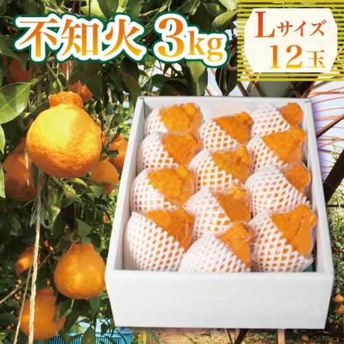 果物 しらぬい 3kg Lサイズ 12玉入り 先行予約 令和 6年産 1箱 不知火 柑橘 阿波市産 892352 - 徳島県阿波市