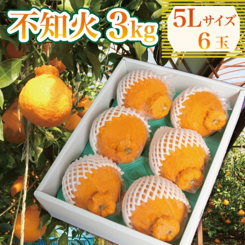 果物 しらぬい 3kg 5Lサイズ 6玉入り 先行予約 令和 6年産 1箱 不知火 柑橘 阿波市産 892356 - 徳島県阿波市