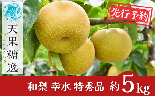 先行予約 和梨 幸水 特秀品 約5kg 糖度13度以上を厳選 令和8年度 新潟県産 天果糖逸 [JAえちご中越]【013S061】