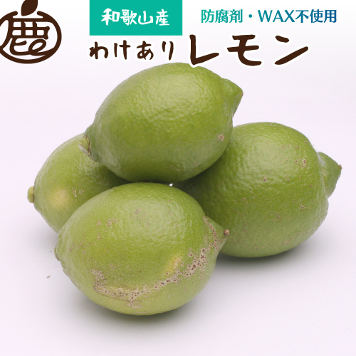 家庭用黒潮レモン5kg+150g（傷み補償分）【和歌山有田産】【防腐剤・WAX不使用、安心の国産レモン】【わけあり・訳あり】【ikd031B】 894527 - 和歌山県新宮市