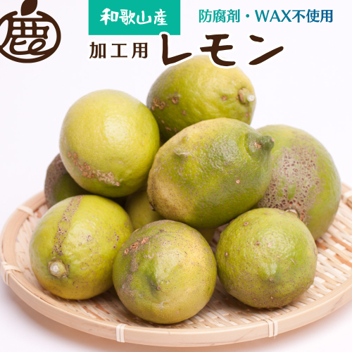 加工用黒潮レモン2.5kg+75g（傷み補償分）【和歌山有田産】【防腐剤・WAX不使用、安心の国産レモン】【わけあり・訳あり】【ikd032B】 894528 - 和歌山県新宮市